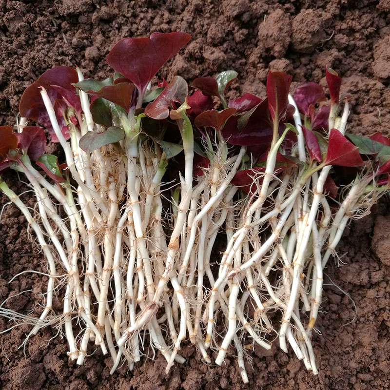 100种野菜大全图解,认识100种野菜视频大全完整版