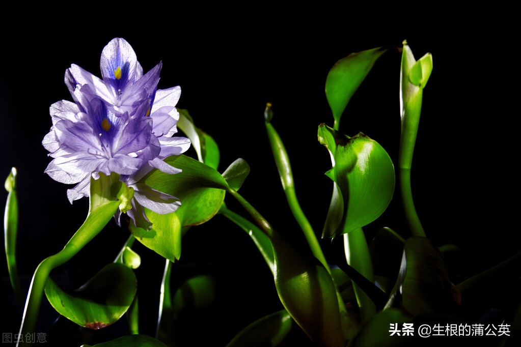 水生花卉栽培方法和技术,十种常见水生花卉