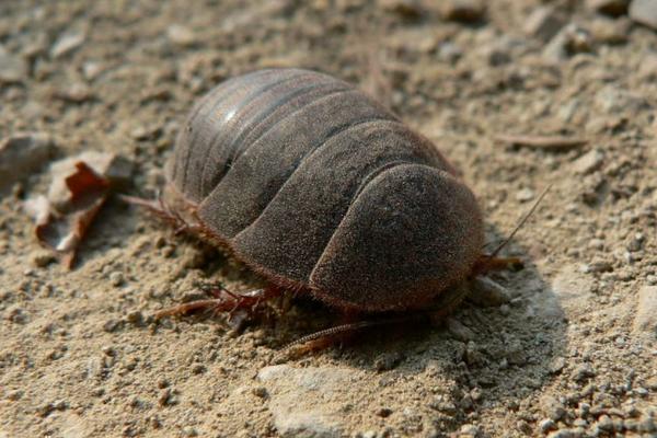 山沟沟野生乌龟,农村野生石龟