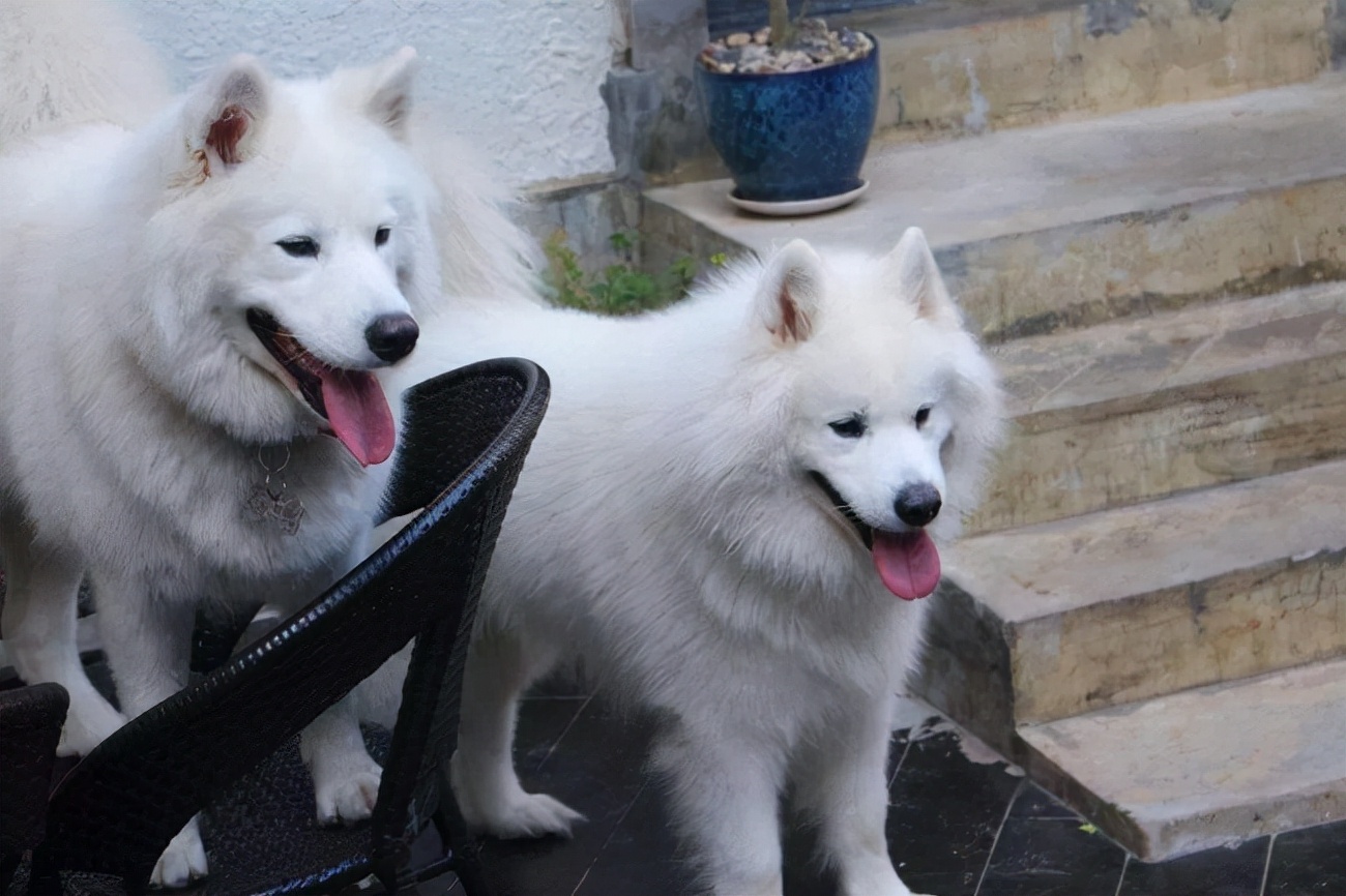 萨摩耶三个月了不爱吃饭,如何教萨摩耶慢慢吃饭