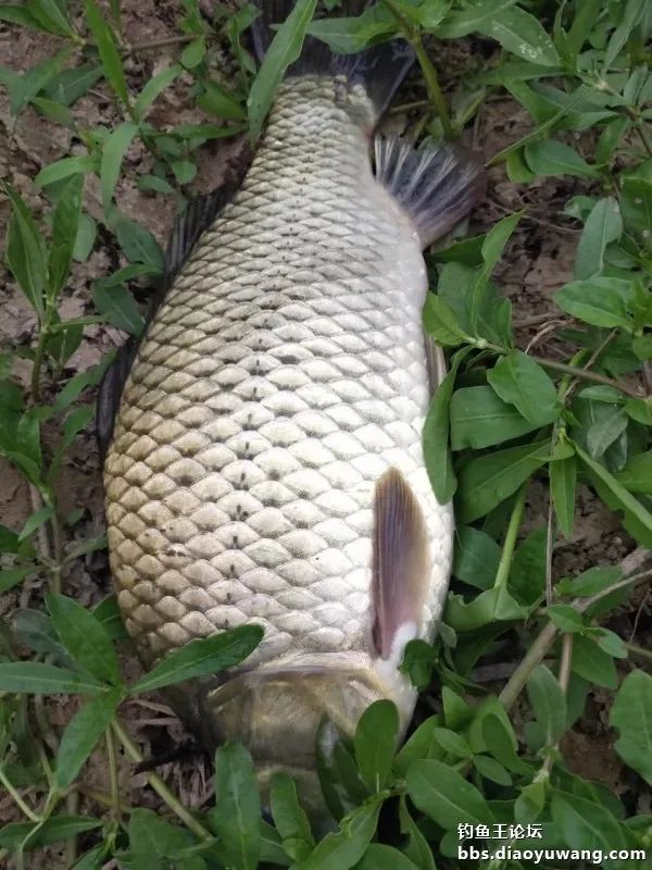 今晚吃鱼能配蓝鲫吗,今晚吃鱼加野战蓝鲫评测