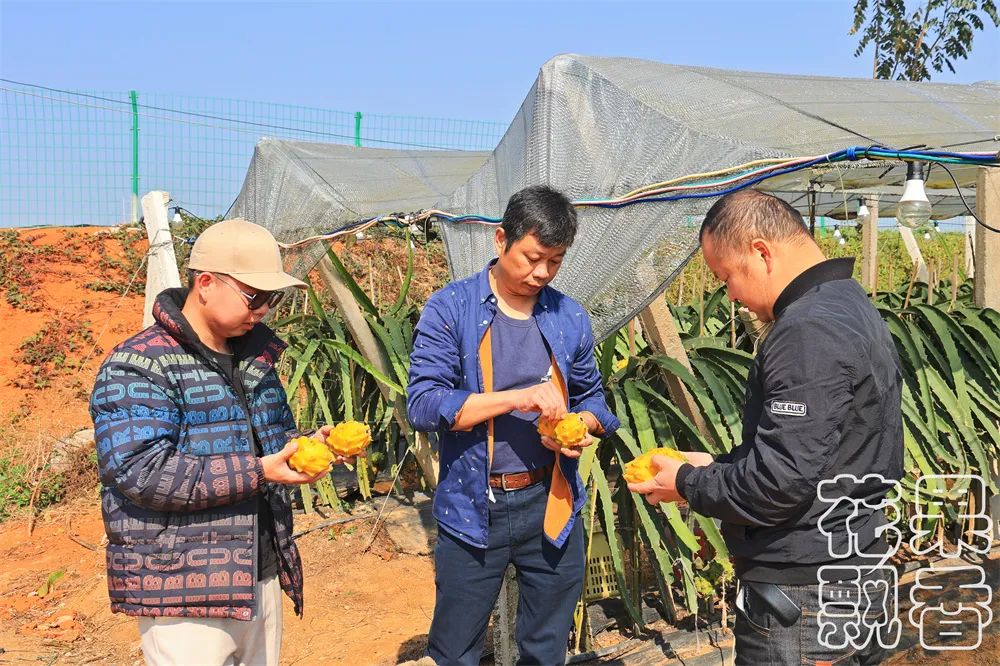 冬季好卖的水果有哪些,比较容易卖的水果有哪些