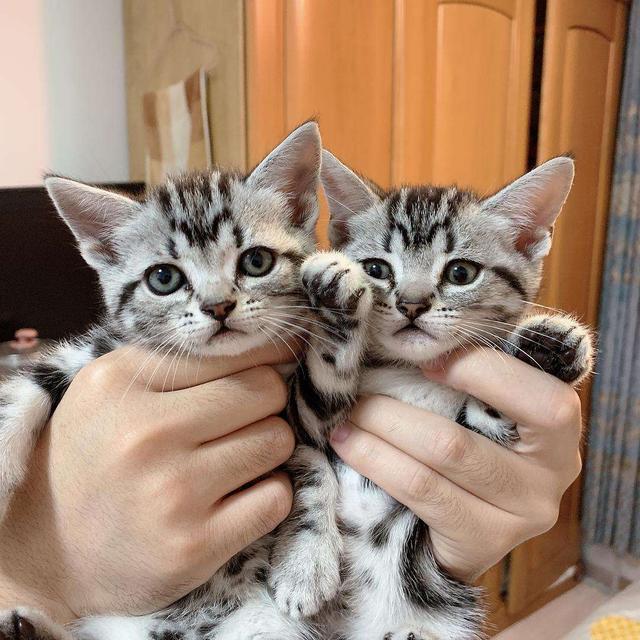 很可怕的六种猫一般不建议饲养 (哪5种猫不建议养)