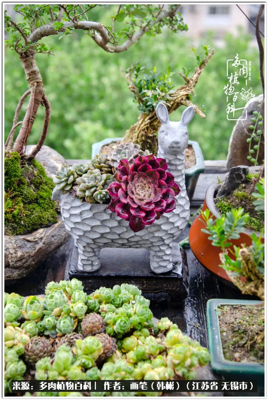 盆景多肉常遇到的问题,多肉盆景无穷小