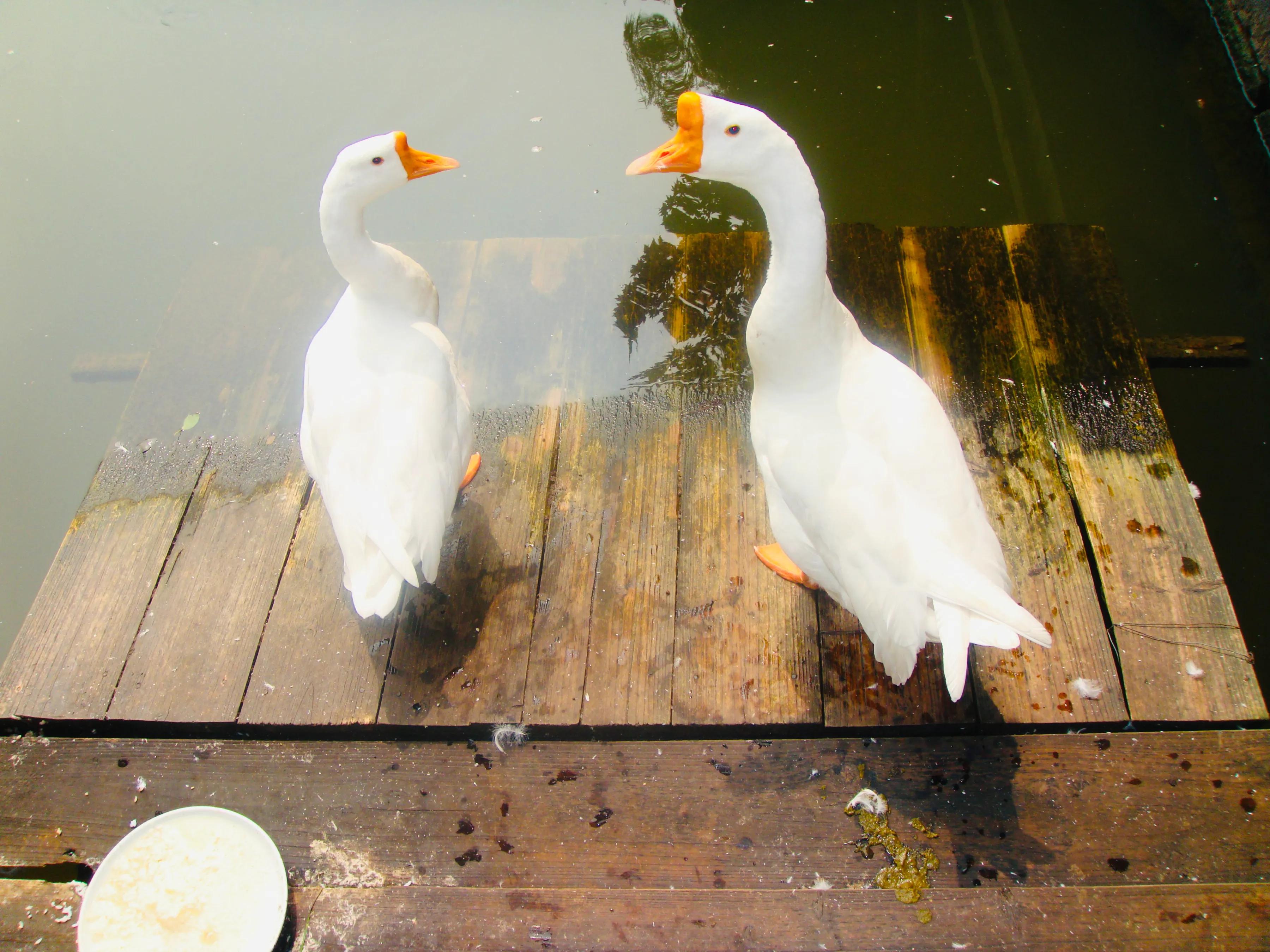 閮簞鍒樺簞,钂嬪簞鍒樺簞