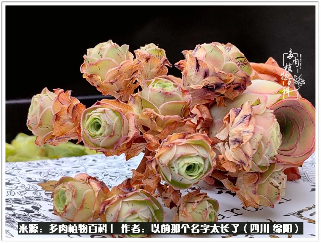 夏天山地玫瑰,小清新山地玫瑰