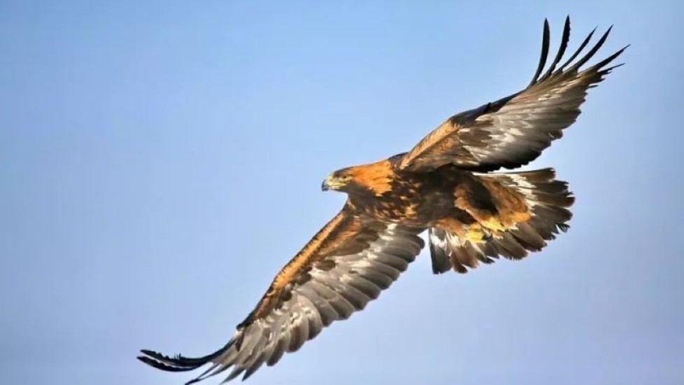 金雕袭击人,金雕袭击人类事件