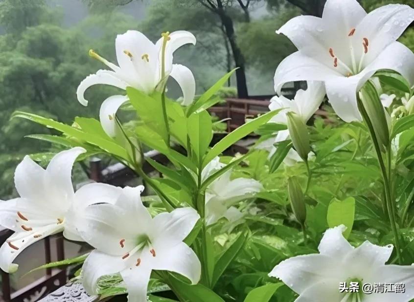 各种保鲜剂防腐剂的用法,赤霉素保鲜