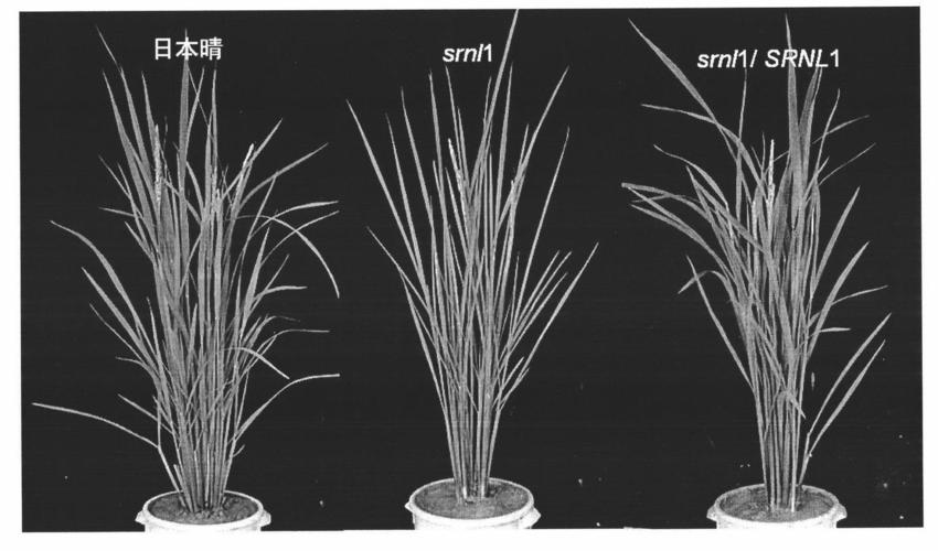 米糠营养价值研究,农业技术益处