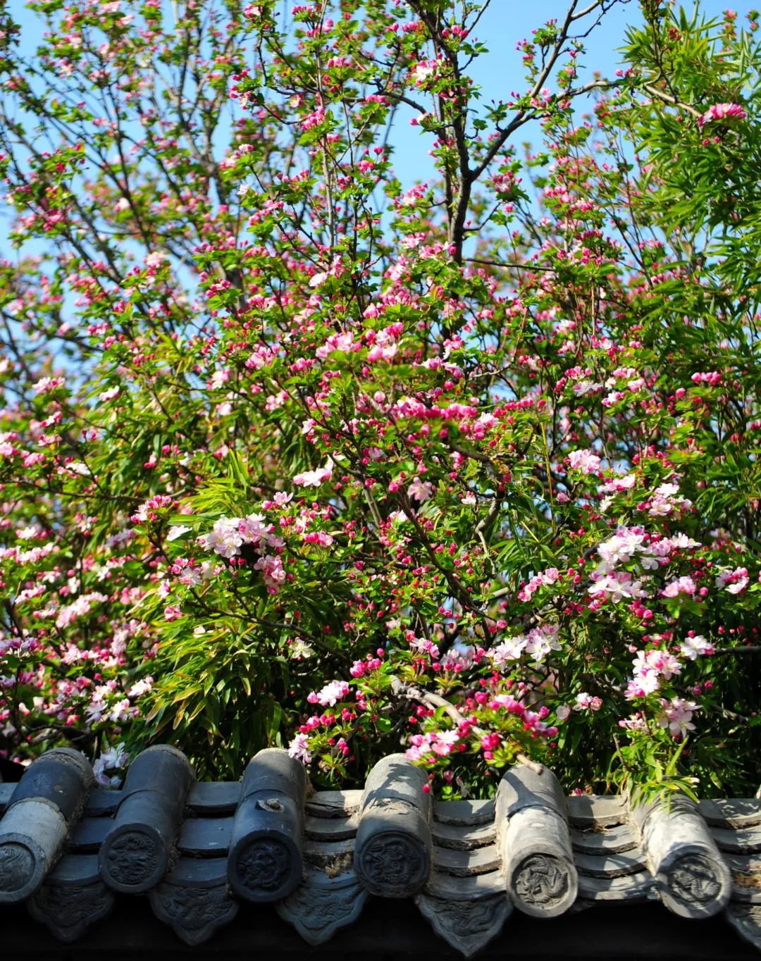 济南周边春天赏花全攻略,济南春日赏花攻略已送达