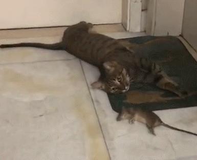 中国狸花猫在国外为什么很贵,为什么狸花猫最便宜