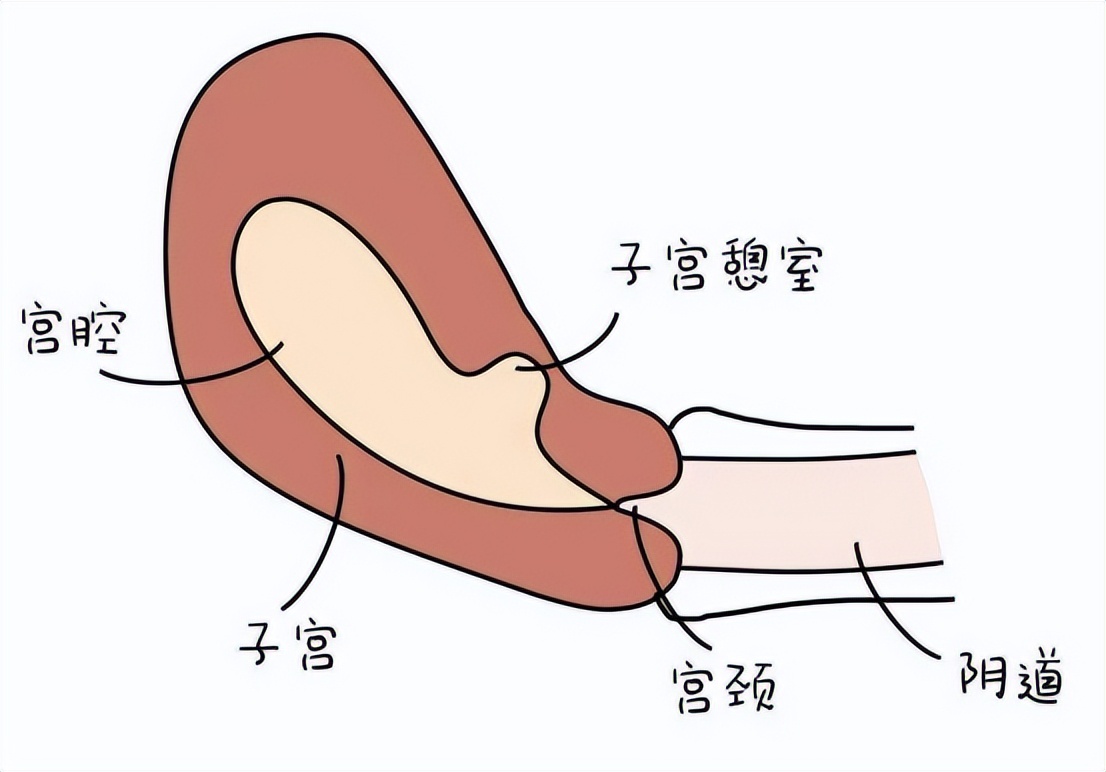 子宫性不孕症诊断与治疗,子宫发育不良性不孕确诊检查