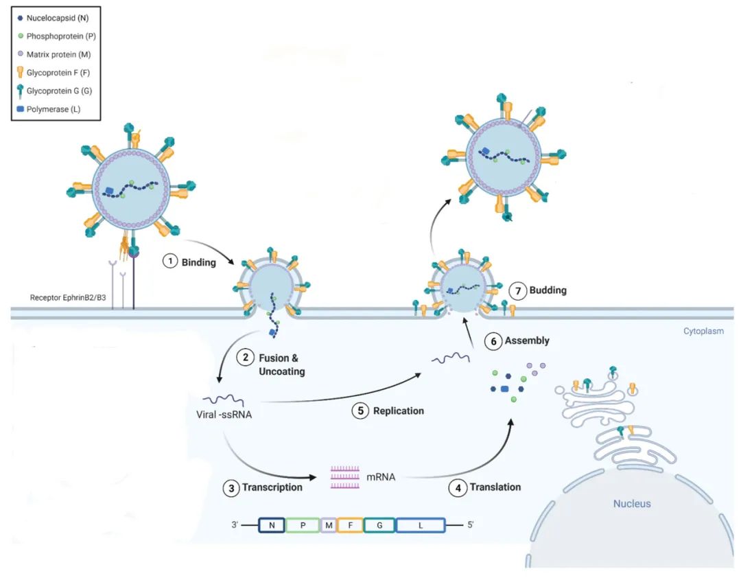 病毒性脑炎的症状及治疗法有几种,病毒性脑炎后遗症有多可怕