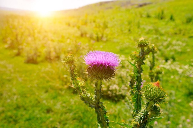 人生一条路,回首山无数。层林尽染山河故,残阳依旧西山入。