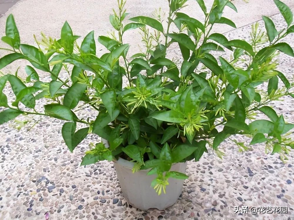 种花防蚊最好的花,驱蚊虫的克星花