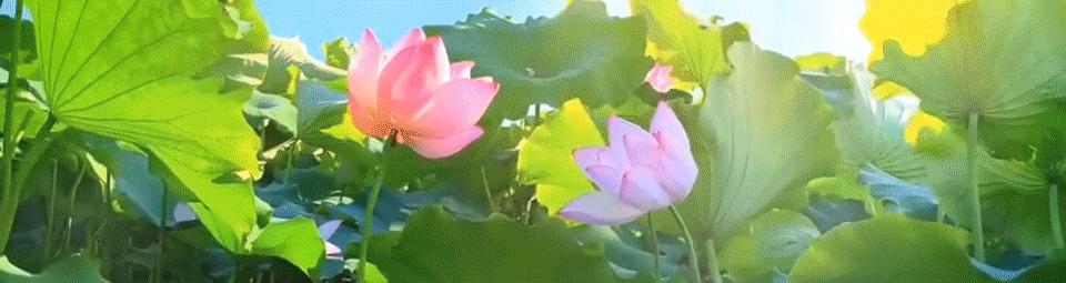 李洪涛和女儿照片,李洪涛演员妻子