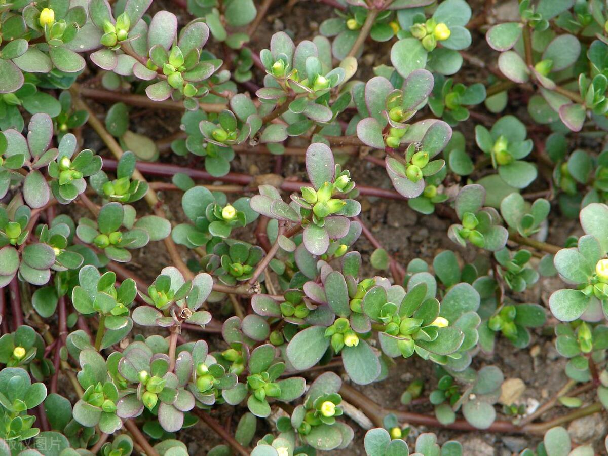一味治百病的神奇中药,一味治病的良药