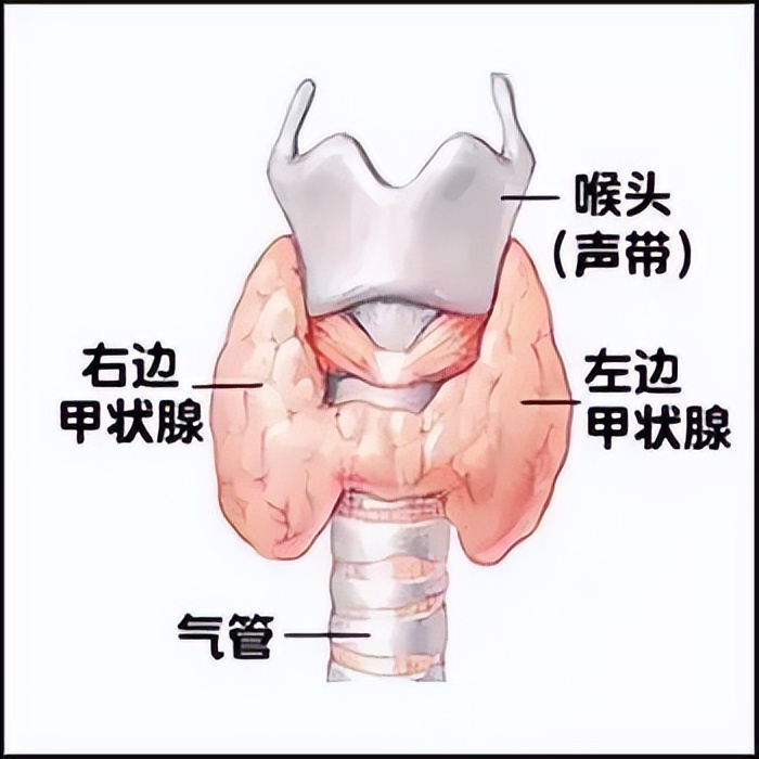 甲减导致的衰老还能好吗,每天感觉很累是甲减的问题吗