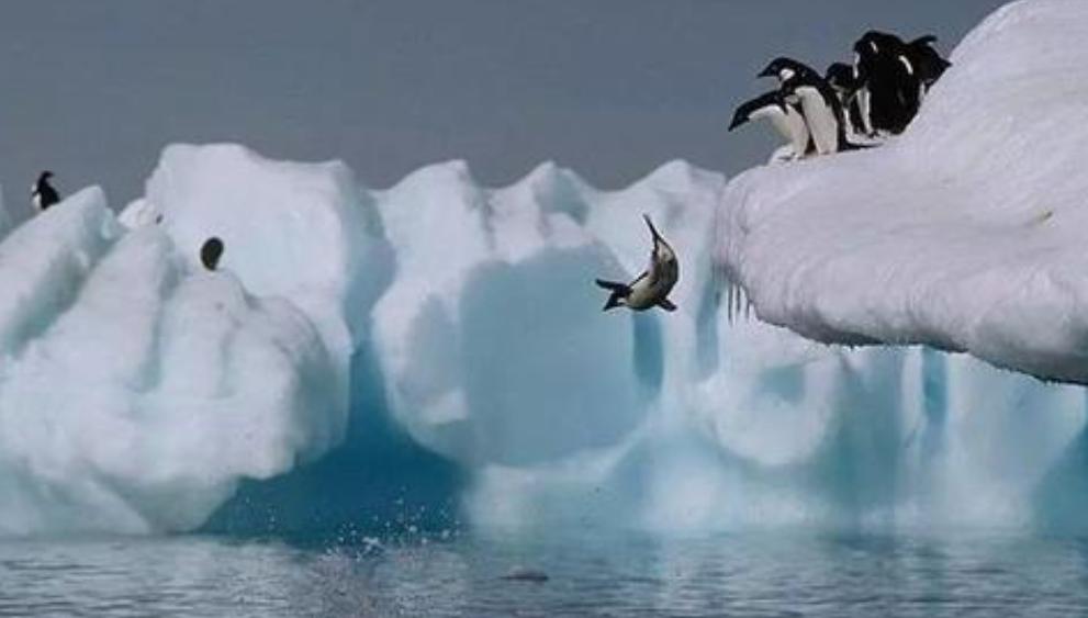 探险南极纯净世界里的可爱企鹅,南极旅游真正的企鹅