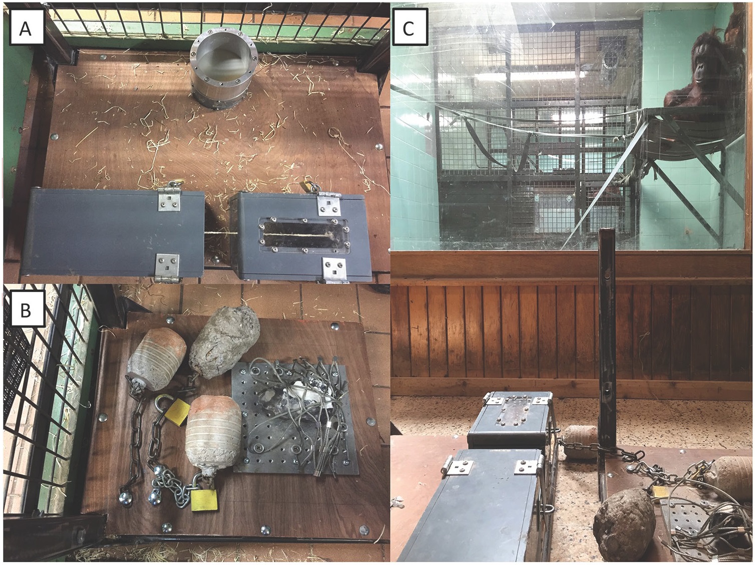 猩猩新石器时代,现在猩猩能进化成人类吗