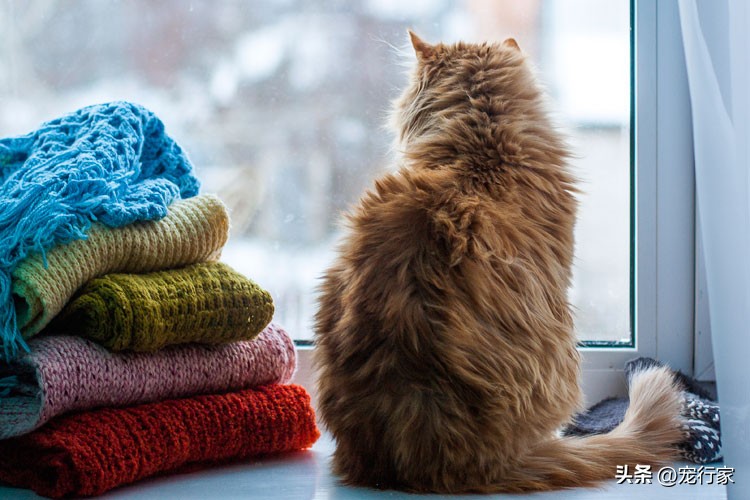 猫咪冬天如何防感冒,冬天给猫穿衣服保暖有用吗