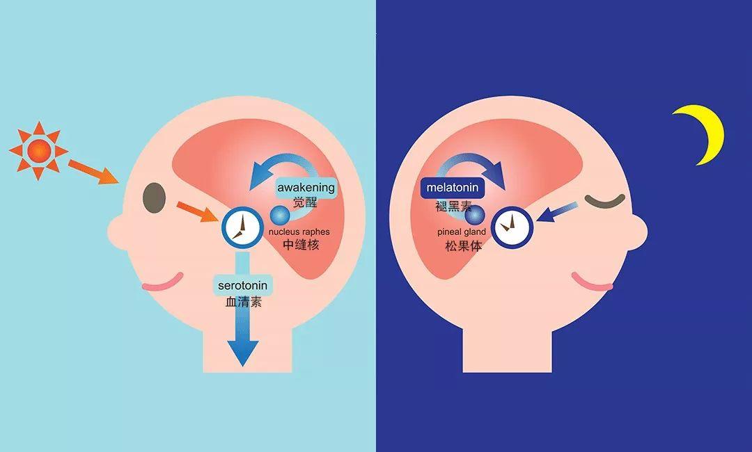 作息时间昼夜颠倒怎么办,日夜颠倒的作息时间有危害吗