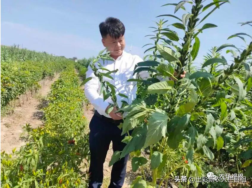 创新种植致富案例,出彩农业案例