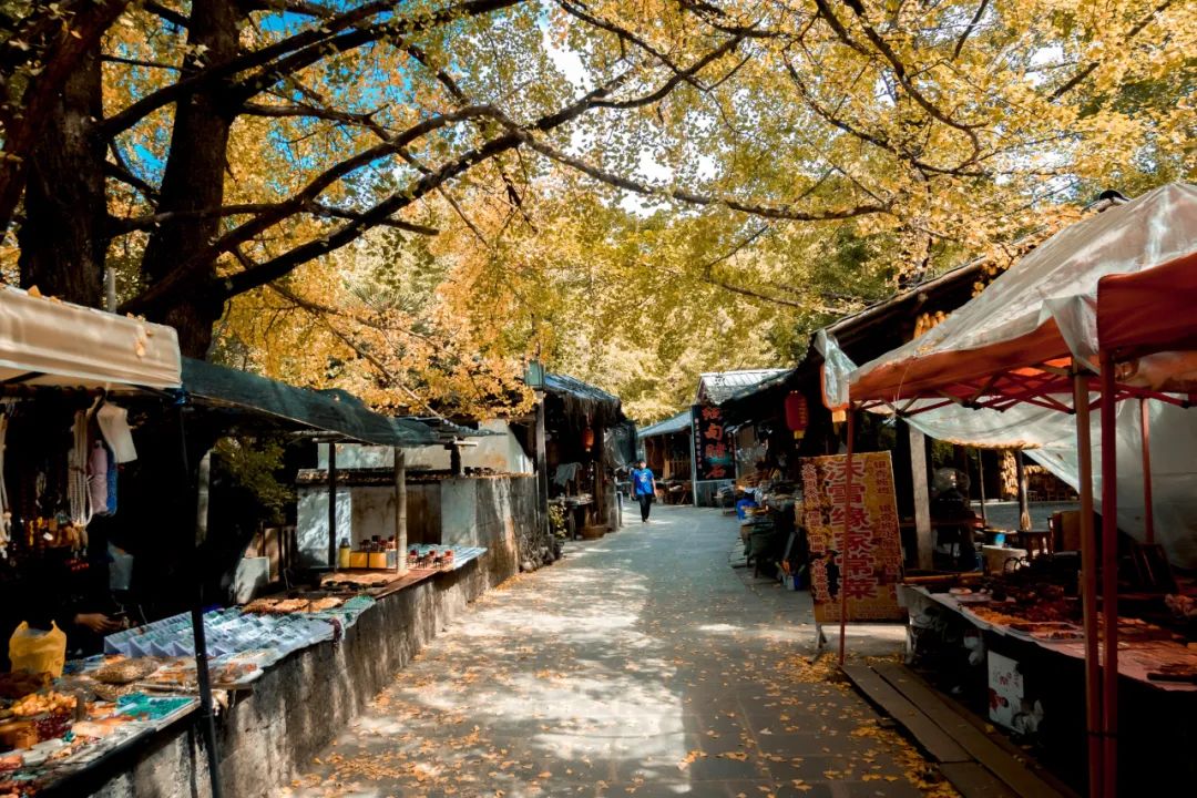 腾冲银杏秋色,腾冲银杏村四季景色