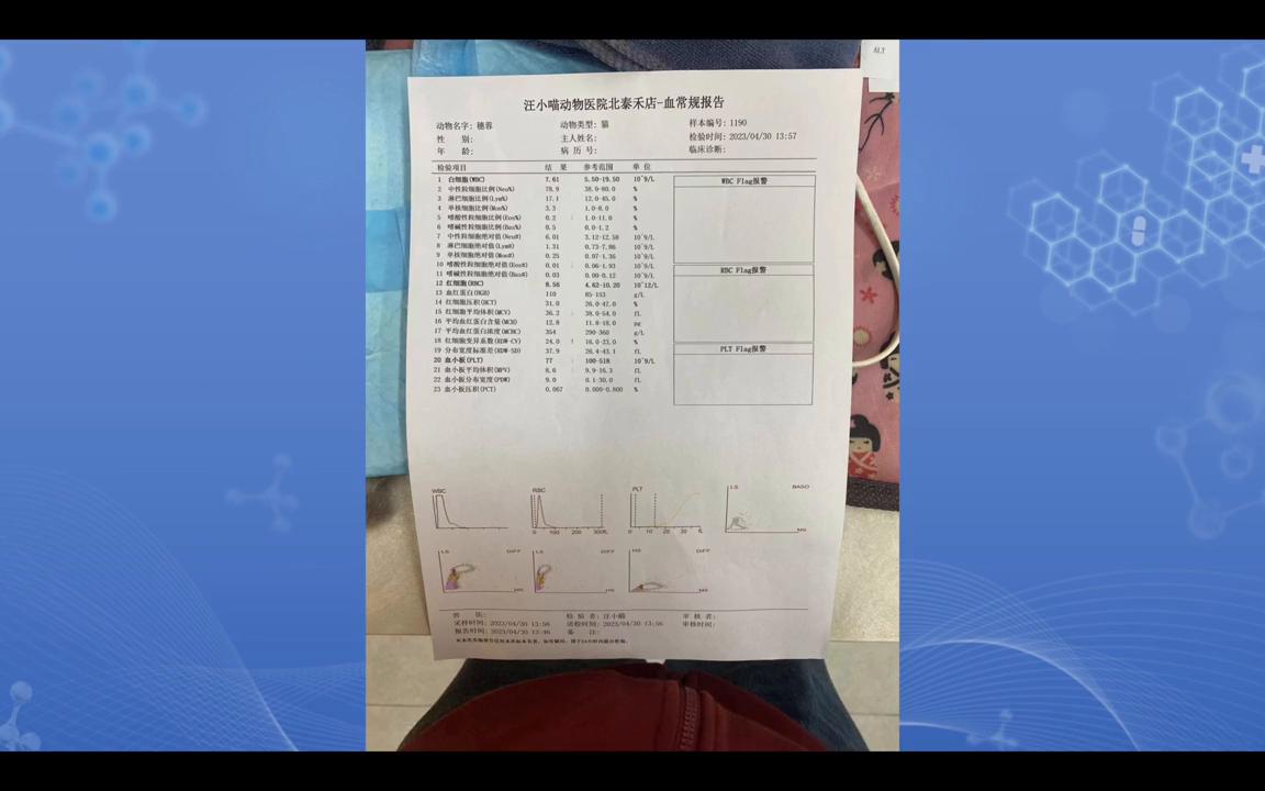 猫传染性腹膜炎和猫传腹一样吗,猫传染性腹膜炎治疗要多少钱