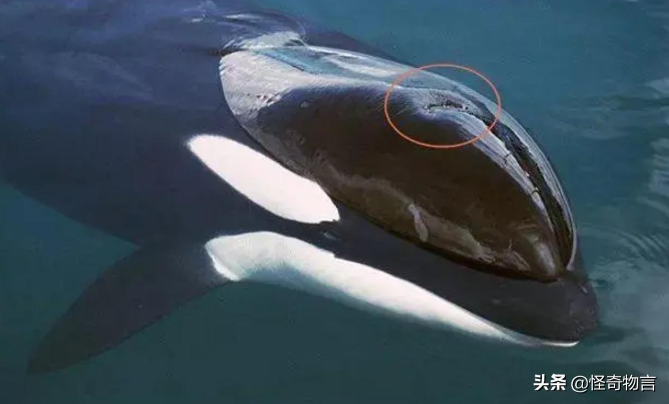 鲸鱼为什么会被赶走,鲸鱼大规模搁浅的原因是什么