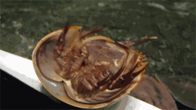 35张悲惨动物照：悲惨小象被捕兽夹弄断鼻子，章鱼被塞进西瓜做菜