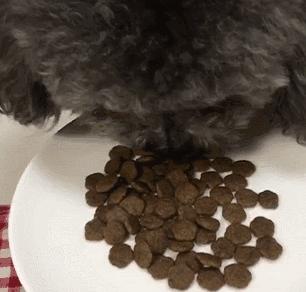 养公狗和母狗的区别你会怎么选,怎么分清公狗和母狗的区别