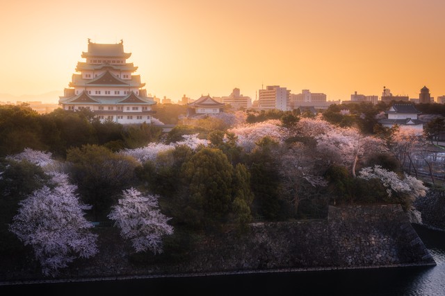 又到樱花季,什么时候去日本看樱花比较好