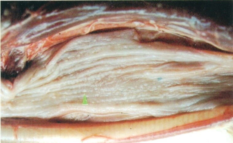 畜禽维生素缺乏的原因,养鸡微量元素缺乏的症状