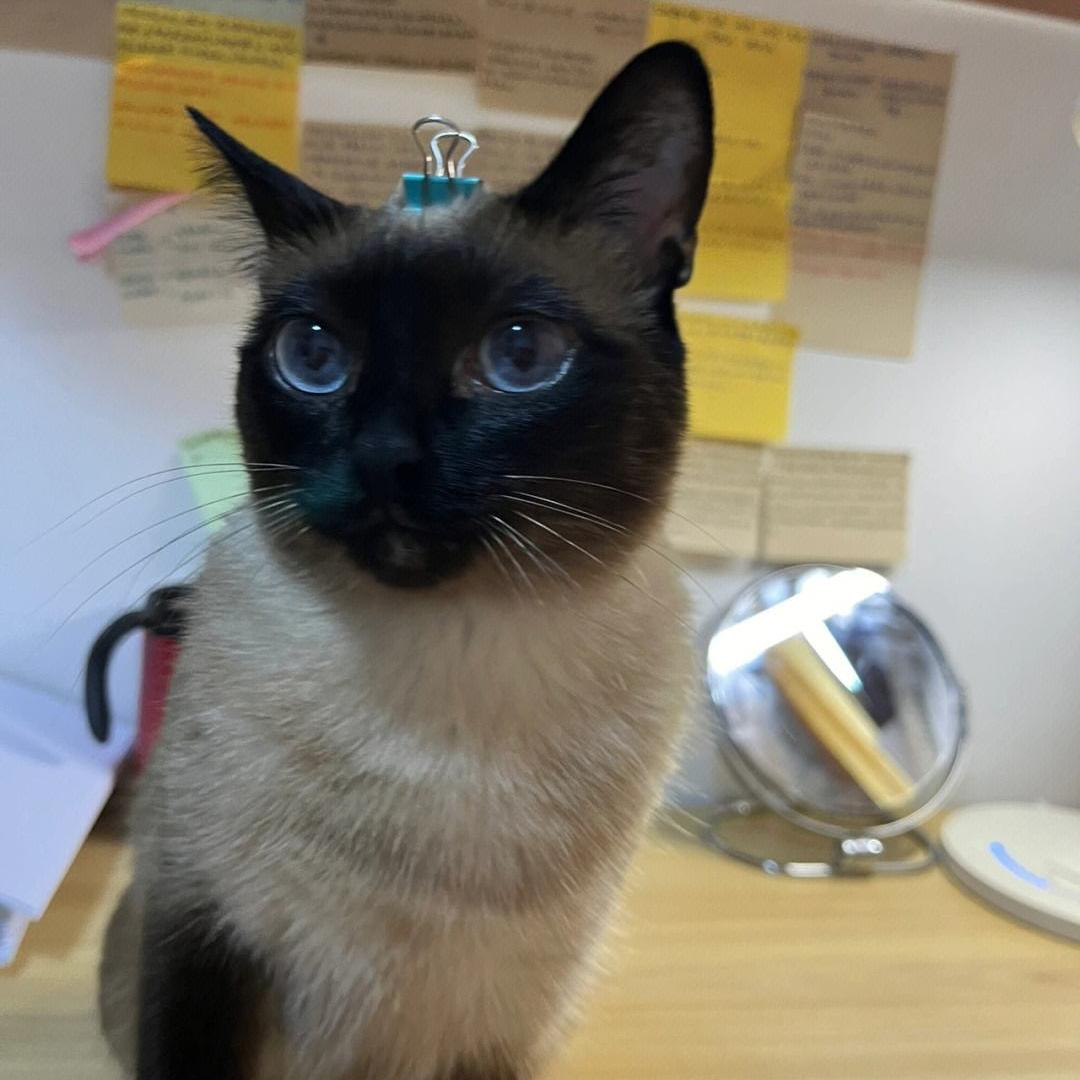 为什么建议新手养暹罗,新手养暹罗猫的十大忠告