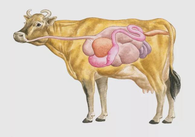 动物们的呼吸器官,动物的器官系统