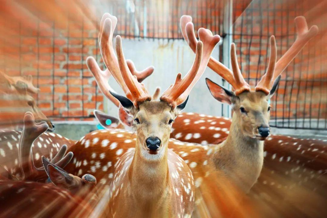 鹿角可血腥重生，却被西方偷师，鹿产品甚至被反向输出到了国内？