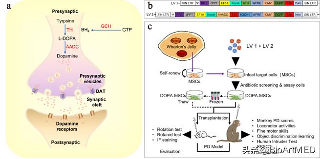 基因干细胞治疗眼球震颤,基因疗法干细胞再生