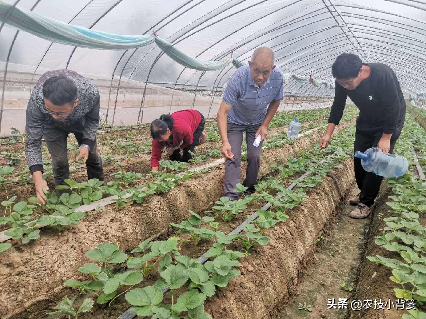 草莓的种植方法不用营养土种草莓,种草莓如果草莓苗有根如何种植