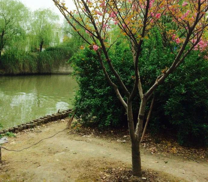 七绝春日二首原创,春日七绝诗十首