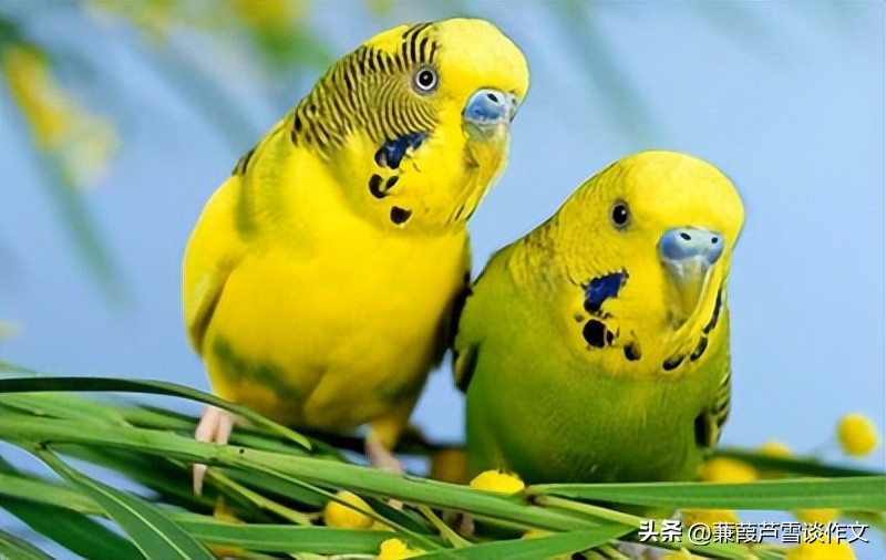 说明文，文艺范，好玩又好看——阿宝老师的“作文经”（二三八）