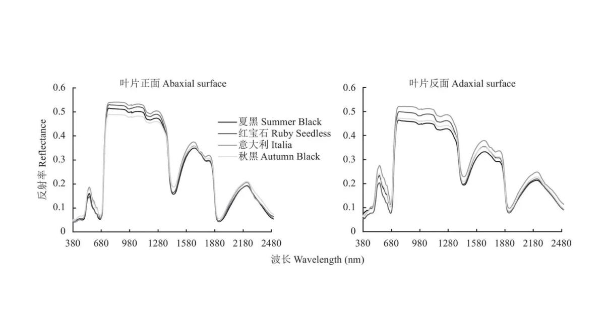 植物叶片营养成分检测仪,植株叶片检测技术