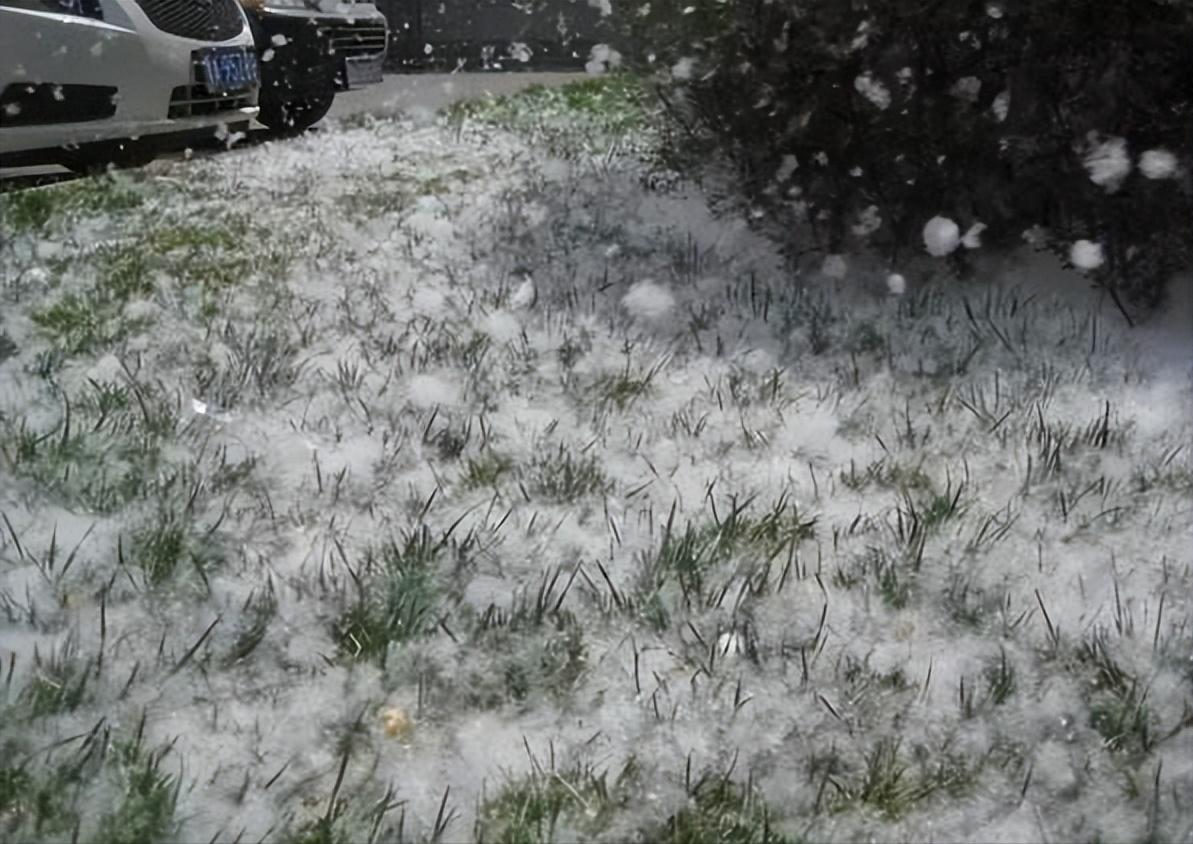 杨絮危害有哪些,漫天杨絮有危害吗