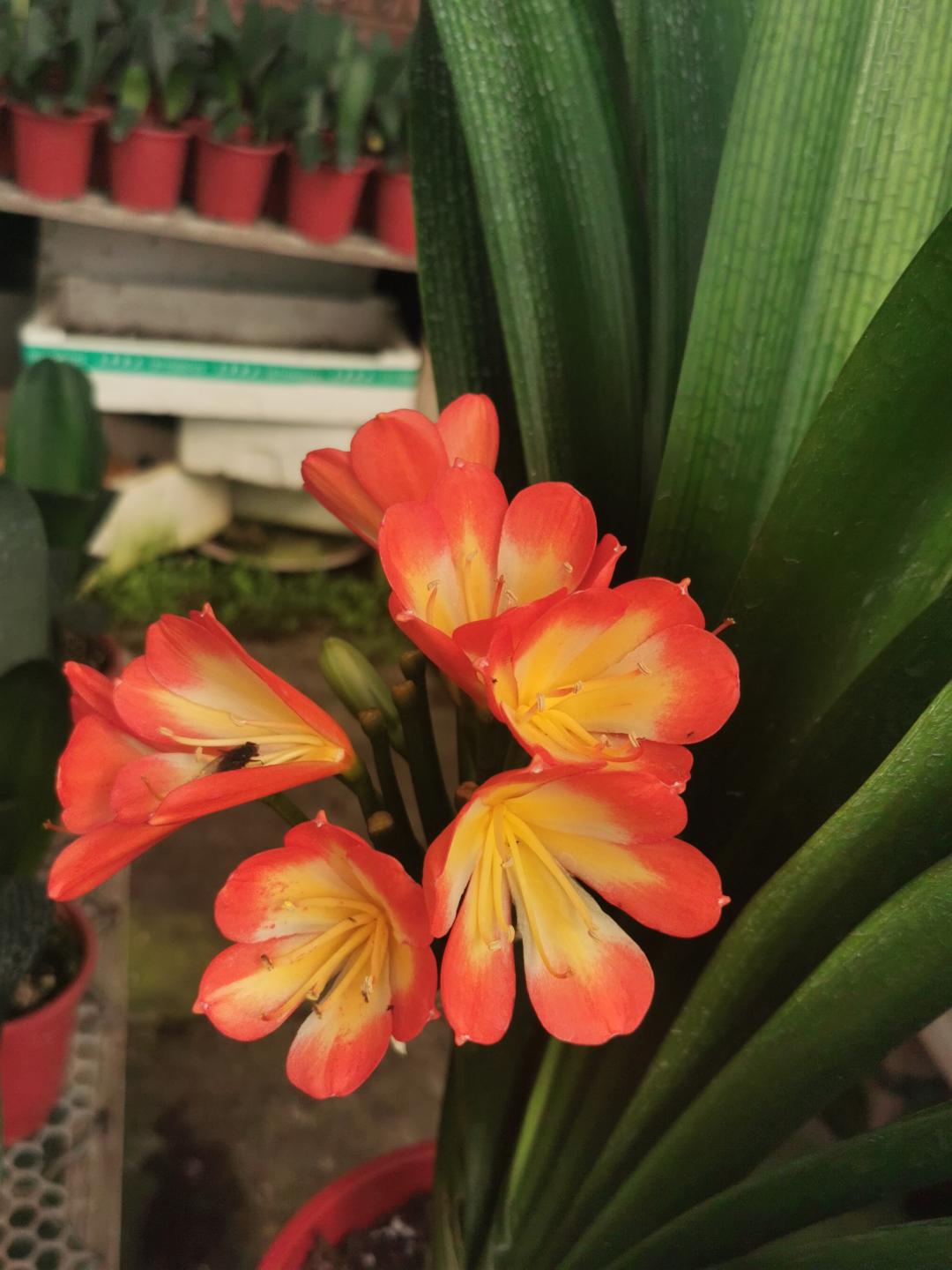 网上买的花种子靠谱么,网上买的花种子假的