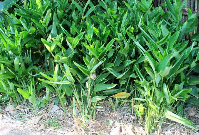 广东正宗番薯特产,广东梅州特产红薯