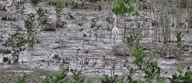 最震撼的红树林,最不真实的红树林