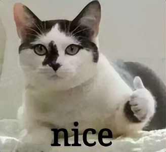 交友软件哪个最可靠,交友相亲软件哪个可靠