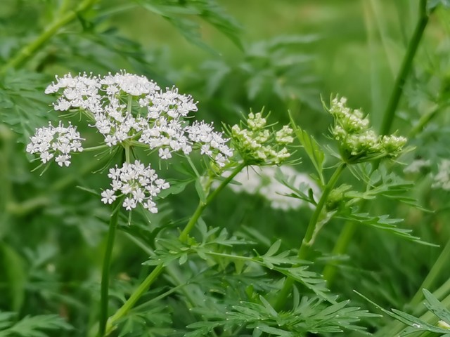 中医讲皮肤瘙痒是什么原因,血虚生风皮肤瘙痒中医方剂