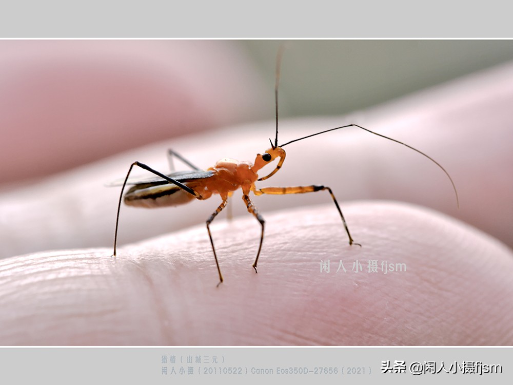 近距离拍摄昆虫小动物,常见昆虫微距摄影活动
