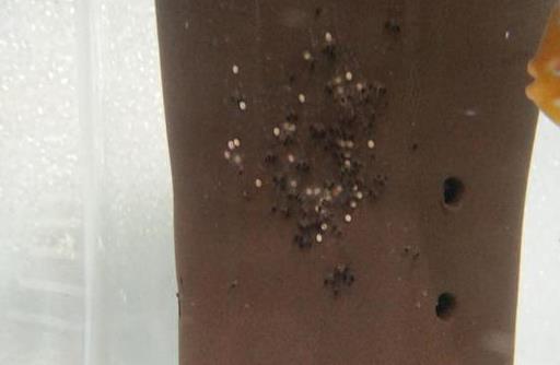 七彩神仙鱼饲养放水妖精吗,饲养七彩神仙鱼的书籍